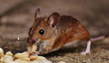 24 Hour & Emergency Exterminators in West Lafayette, IN